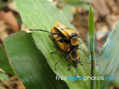 Mating Bugs Stock Photo