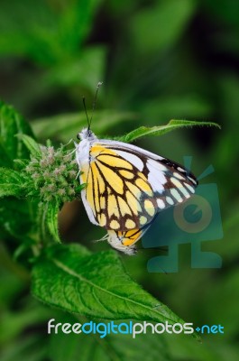 Mating Butterflies Stock Photo