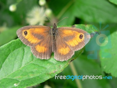 Meadow Brown Butterfly Stock Photo