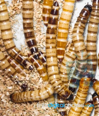 Meal Worms Stock Photo