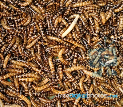 Mealworms Stock Photo