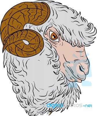 Merino Ram Sheep Head Drawing Stock Image