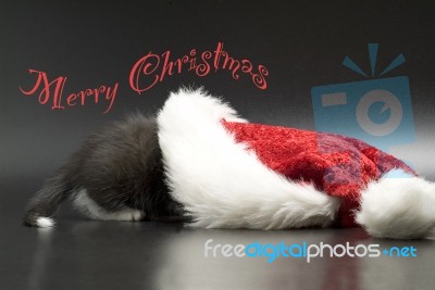 Merry Christmas With A Cat Stock Photo - Royalty Free Image ID 10024114