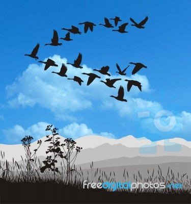 Migrating Geese Stock Image