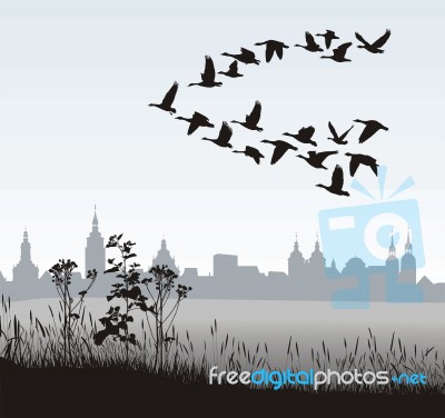 Migrating Wild Geese Of The Country Stock Image