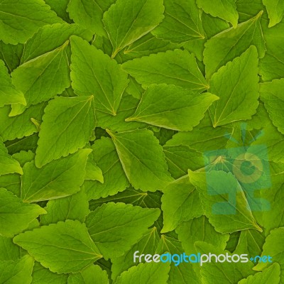 Mint Leaves Stock Photo