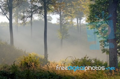 Misty Forest Stock Photo