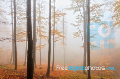 Misty Orange Forest Stock Photo