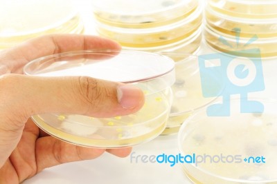 Mold Colonies In Petri Dish Stock Photo Mold Colonies In Petri Dish Stock Photo