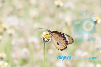 Monarch Butterfly Stock Photo