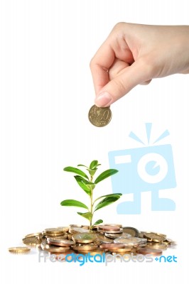 Money And Plant Stock Photo