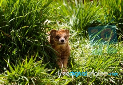 Mongoose In Grass Stock Photo