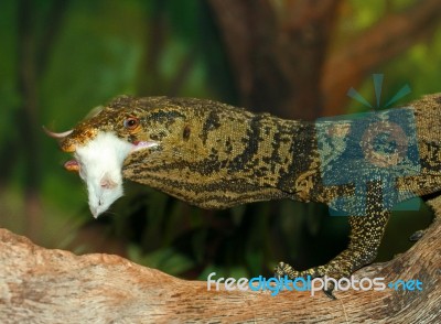 Monitor Lizard eating mouse Stock Photo