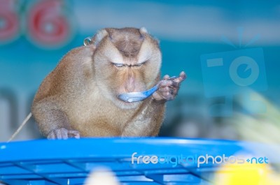 Monkey Stock Photo