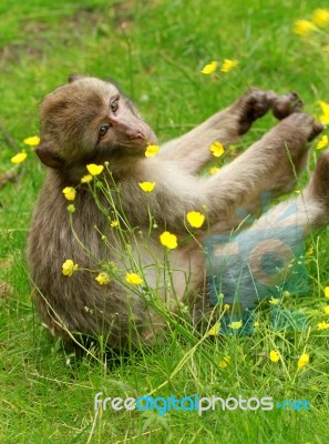 Monkey Eating Buttercups Stock Photo