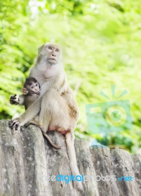 Monkey Family Stock Photo