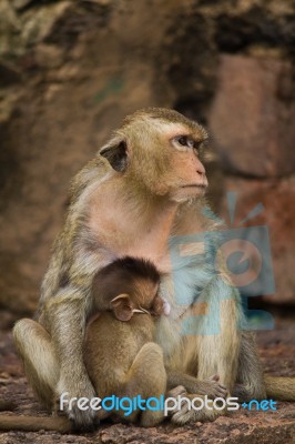 Monkey In Lopburi, Thailand Stock Photo