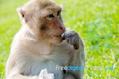 Monkey,long-tailed Macaque Stock Photo
