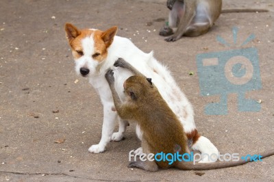 Monkeys Checking For Fleas In The Dog Stock Photo