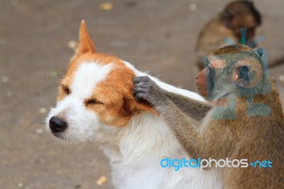 Monkeys Checking For Fleas On Dog Stock Photo