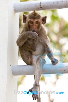 Monkeys Cute Sitting On A Steel Fence Stock Photo