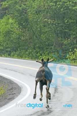 Moose On Wet Road Stock Photo