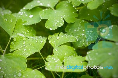 Morning Dew Stock Photo