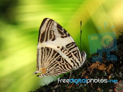 Mosaic Butterfly - Colobura Dirce Stock Photo
