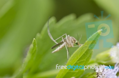 Mosquito In Green Leaf Stock Photo