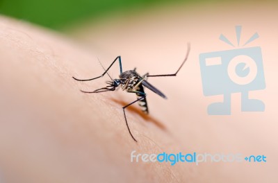 Mosquito In Nature Stock Photo