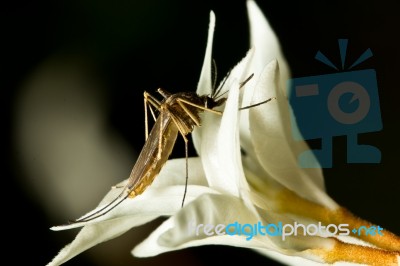 Mosquito Swarmed Flowers Stock Photo