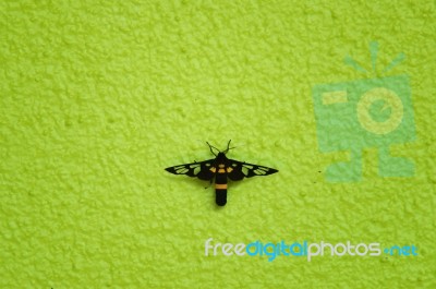 Moth On Green Wall Stock Photo