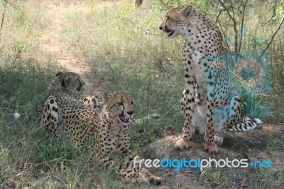 Mother Cheetah And Cubs Stock Photo