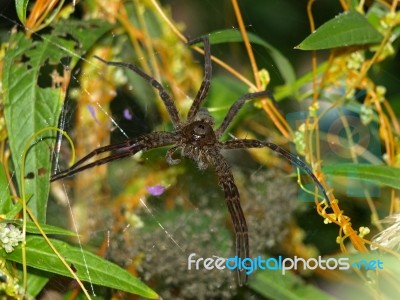 Mother Wolf Spider Stock Photo