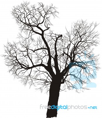 Mulberry Tree  Stock Image