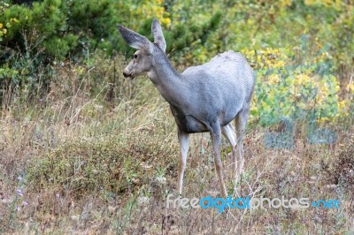 Mule Deer (odocoileus Hemionus) Stock Photo