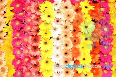 Multicolored Flowers Stock Photo