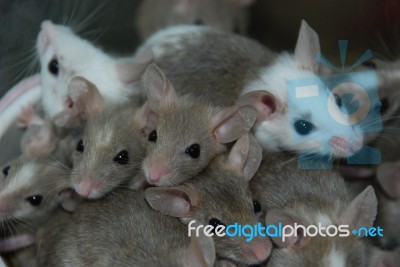 Multimammate Mice Stock Photo