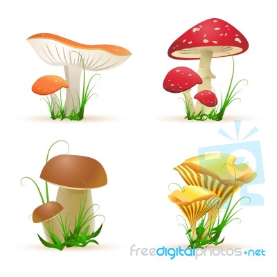 Mushrooms And Fungi Stock Image