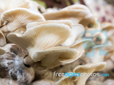 Mushrooms In Farm Stock Photo
