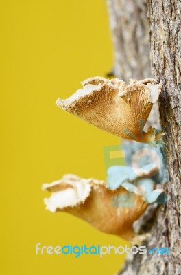 Mushrooms On Tree Stock Photo