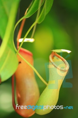 Nepenthes Stock Photo