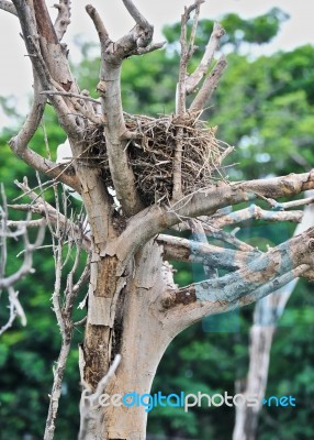 Nest On Dried Tree Stock Photo