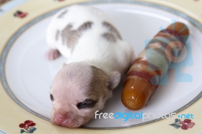 newborn toy chihuahua
