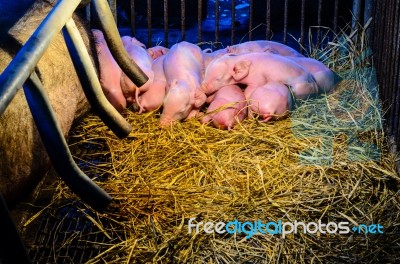 Newborn Pigs Sleeping On The Straw Stock Photo