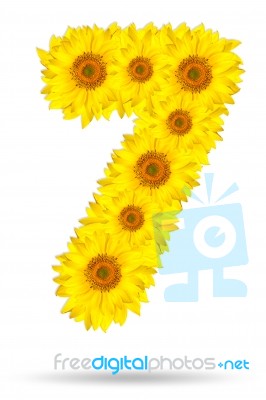 Number 7 Made Of Sunflower  Stock Photo