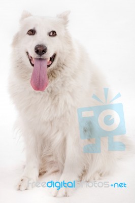 Obedient White Dog Stock Photo