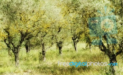 Olive Trees Stock Photo Olive Trees Stock Photo