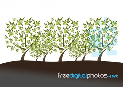 Olive Trees Stock Image