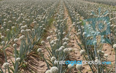 Onion Field With Flowerhead Stock Photo